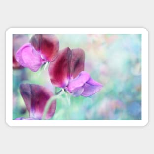 Rainbow Sweet Peas Sticker